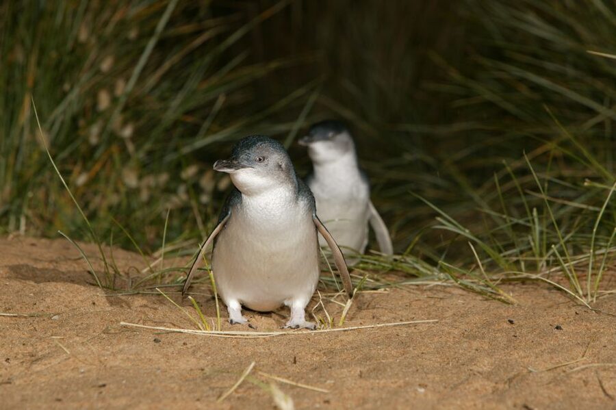 Phillip Island: Penguins and Wildlife Full-Day Tour - Small gotchas to plan for (and how to avoid regret)