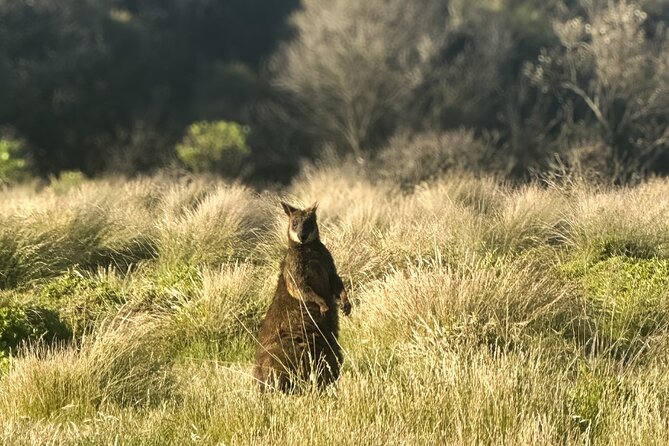 Phillip Island Penguins & Wildlife Day Tour from Melbourne - Key Highlights You Should Actually Care About