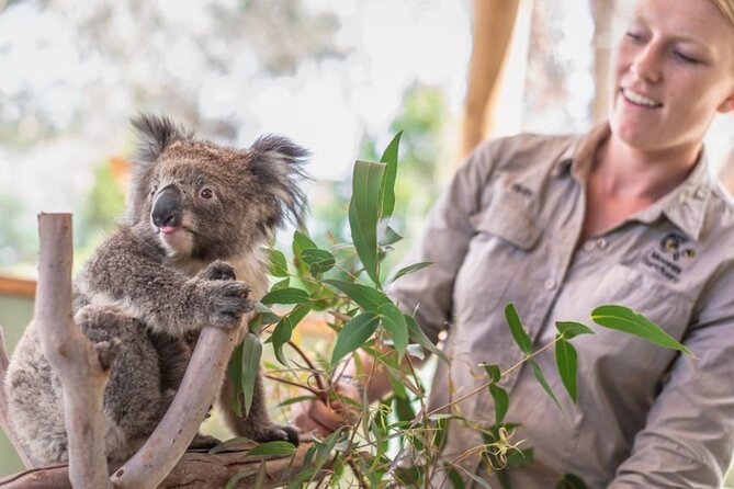 Phillip Island Penguins & Wildlife Day Tour from Melbourne - Price and What You Really Get for Around $111
