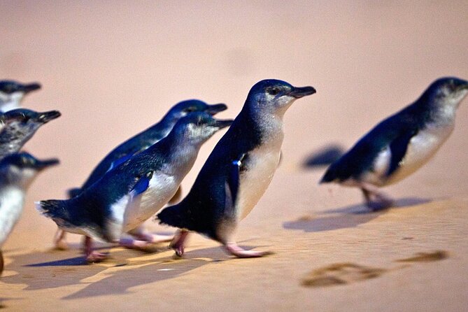Phillip Island Penguins & Wildlife Day Tour from Melbourne - The Road Down From Melbourne: Pickup, WiFi, and Staying Sane