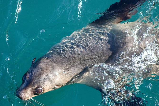 Phillip Island Seal-Watching Cruise - Key things to know before you go