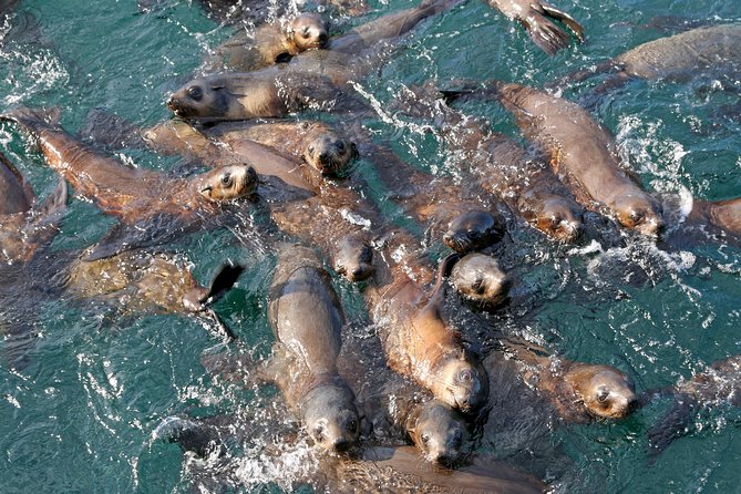 Phillip Island Seal-Watching Cruise - The live onboard commentary: how it turns sightings into a story