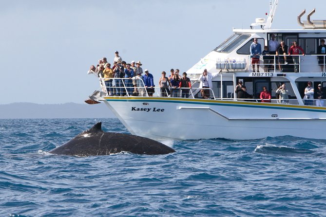 Phillip Island Seal-Watching Cruise - Seal Rocks up close: what the fur seal moment feels like
