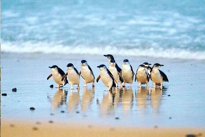 Phillip Island Seal-Watching Cruise - Wildlife bonus: whales, dolphins, penguins, and more