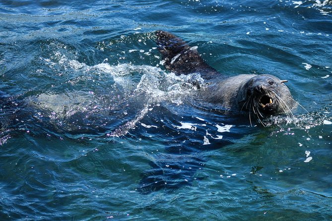 Phillip Island Seal-Watching Cruise - The itinerary rhythm: how the 2 hours are used