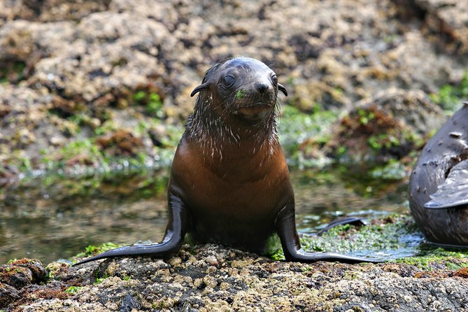 Phillip Island Seal-Watching Cruise - Price and value: is $82.48 a smart buy?