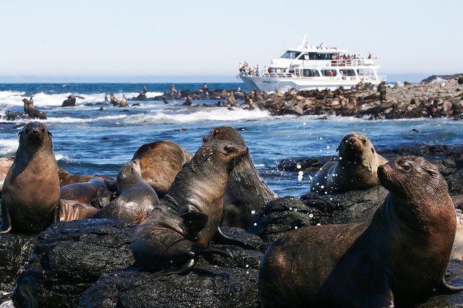 Phillip Island Seal-Watching Cruise - Seating choices that actually matter: top deck vs indoor comfort