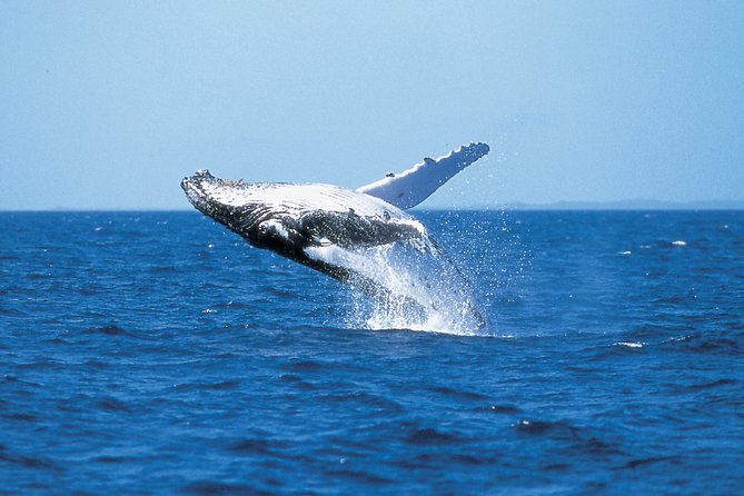Phillip Island Whale Watching Tour - Key Things That Make This Whale Cruise Worth It