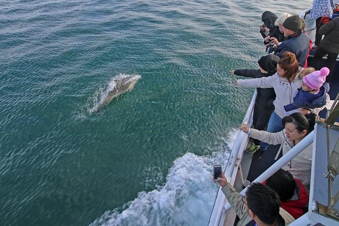 Phillip Island Whale Watching Tour - Seal Rock and Cape Woolamai: what each stop is best at