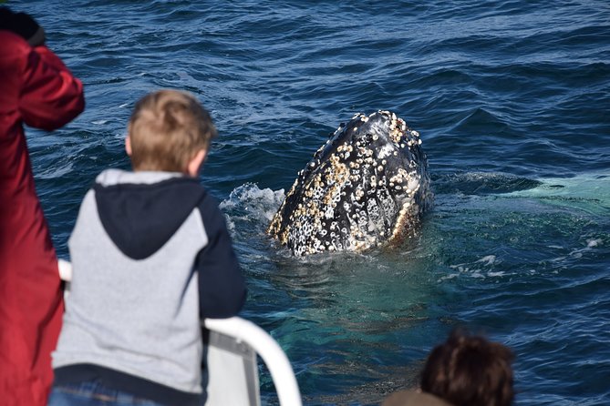 Phillip Island Whale Watching Tour - What you actually eat and how the morning flows