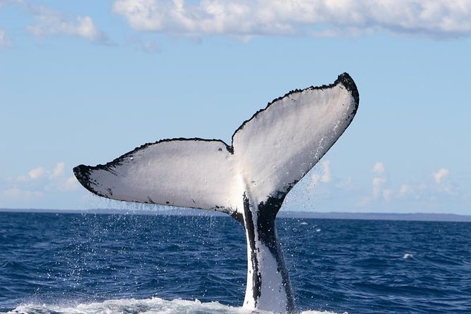 Phillip Island Whale Watching Tour - Price and value: what $125.52 buys you in 4 hours