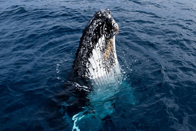 Phillip Island Whale Watching Tour - Who this cruise is best for