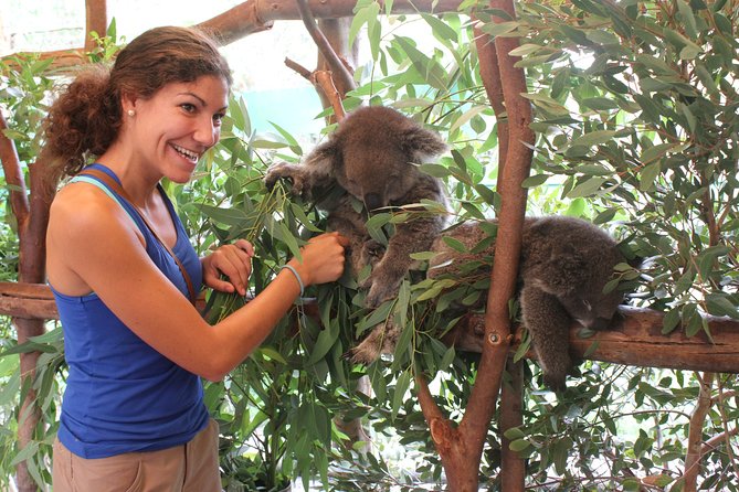 Pinnacles Desert, Koalas and Sandboarding 4WD Day Tour from Perth - Price and value: why $179.31 can work for you