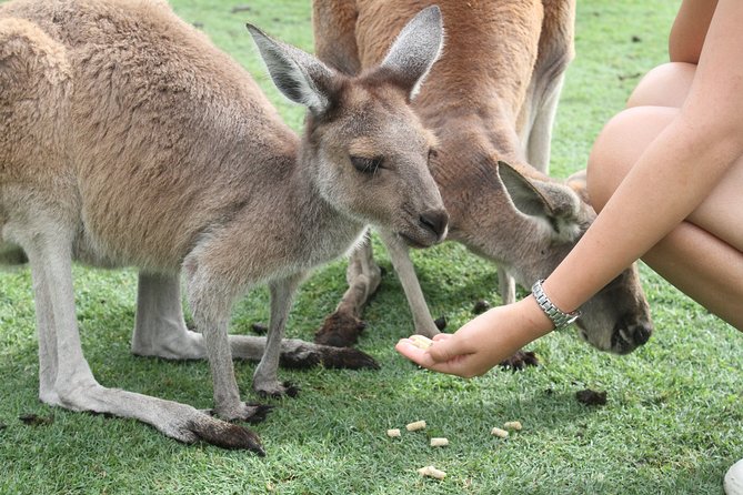 Pinnacles Desert, Koalas and Sandboarding 4WD Day Tour from Perth - Should you book this Pinnacles, koalas, and sandboarding day?