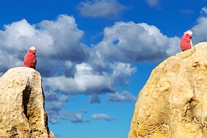 Pinnacles Desert Private Day Tour - Yanchep National Park add-on: kangaroos, plus extra entry fees