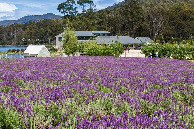 Port Arthur and Tasman Sights with Harbour Cruise - Price and value: what you get for around $35.86