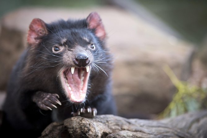 Port Arthur, Richmond and Tassie Devils Active Tour from Hobart - Tasman Peninsula stops: Pirates Bay, Eaglehawk Neck, and the Dogline