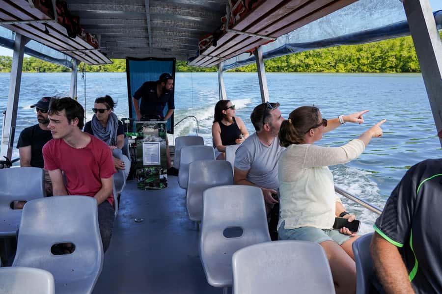 Port Douglas: Afternoon Daintree Tour w/ Wildlife Cruise - What the Guides and Small Details Get Right