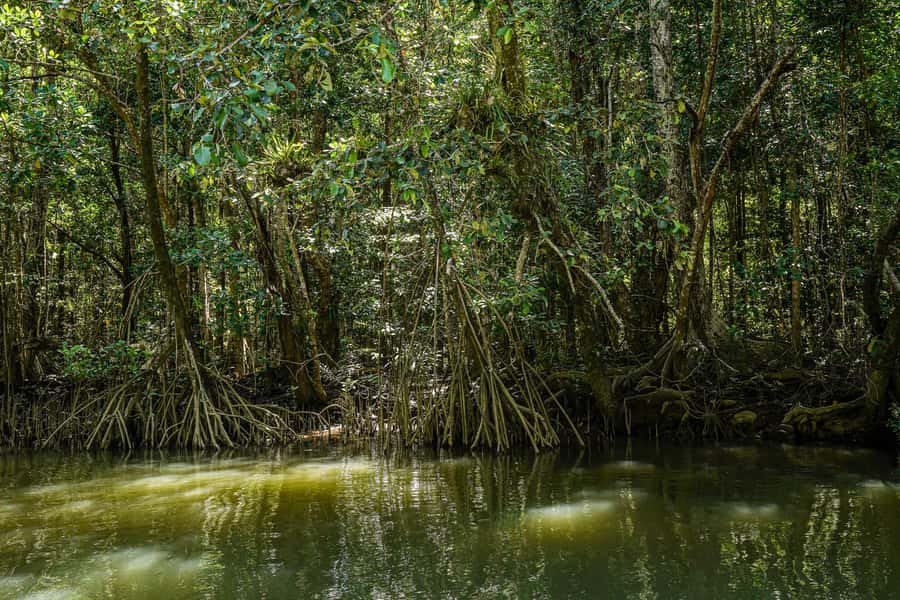 Port Douglas: Afternoon Daintree Tour w/ Wildlife Cruise - Value Check: Is $112 Worth It for the Daintree Highlights?