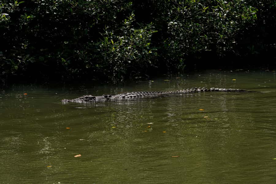 Port Douglas: Afternoon Daintree Tour w/ Wildlife Cruise - What to Bring, and How to Make Croc and Swim Chances Better