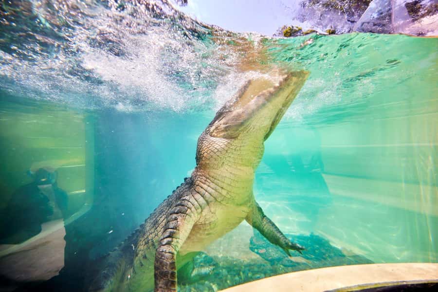 Port Douglas: Breakfast with the Birds - Wildlife presentations: why the keeper talk makes the visit stick