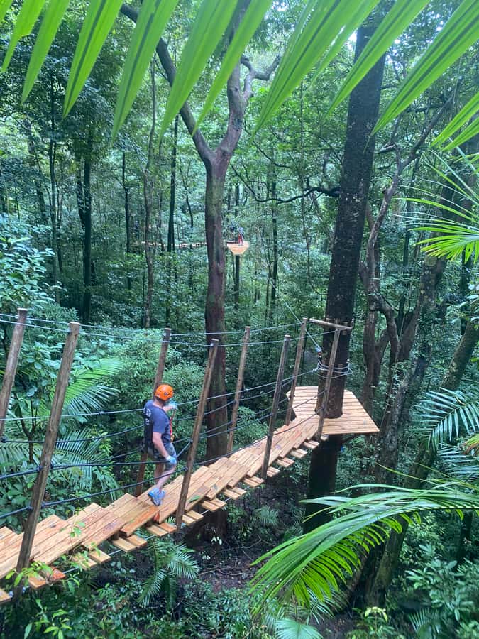 Port Douglas: Daintree National Park Tour, Cruise, & Zipline - Cape Tribulation Beach Walk, Rainforest Meets Reef