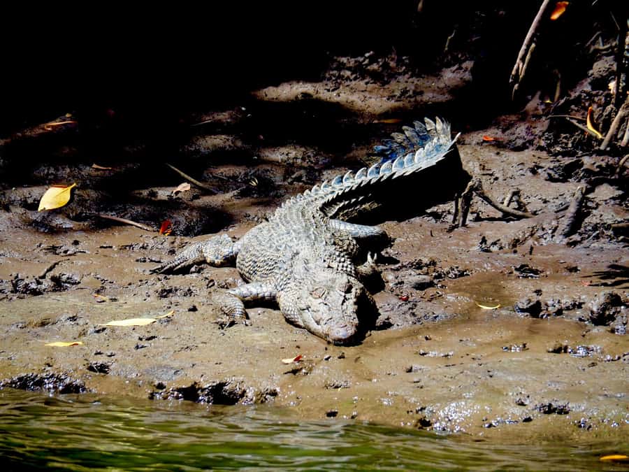 Port Douglas: Daintree Rainforest and Cape Tribulation Tour - Key Things I’d Tell You Before You Go