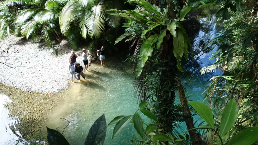 Port Douglas: Daintree Rainforest and Cape Tribulation Tour - World Heritage Rainforest Starts With How the Guide Explains It