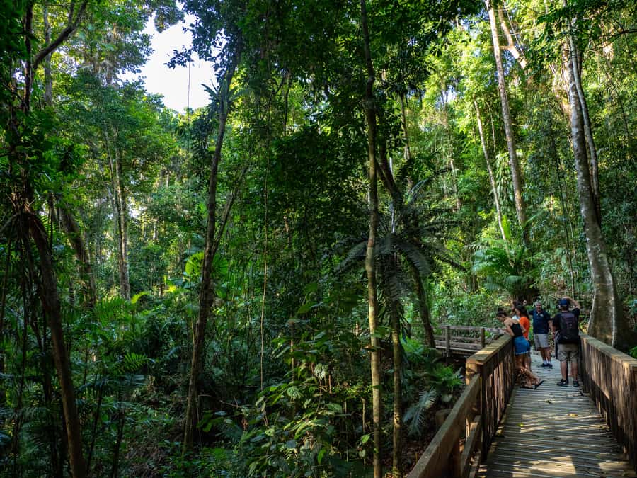 Port Douglas: Daintree Rainforest and Cape Tribulation Tour - Ferry Crossing and Cooper Creek Cruise: Where Wildlife Time Actually Happens