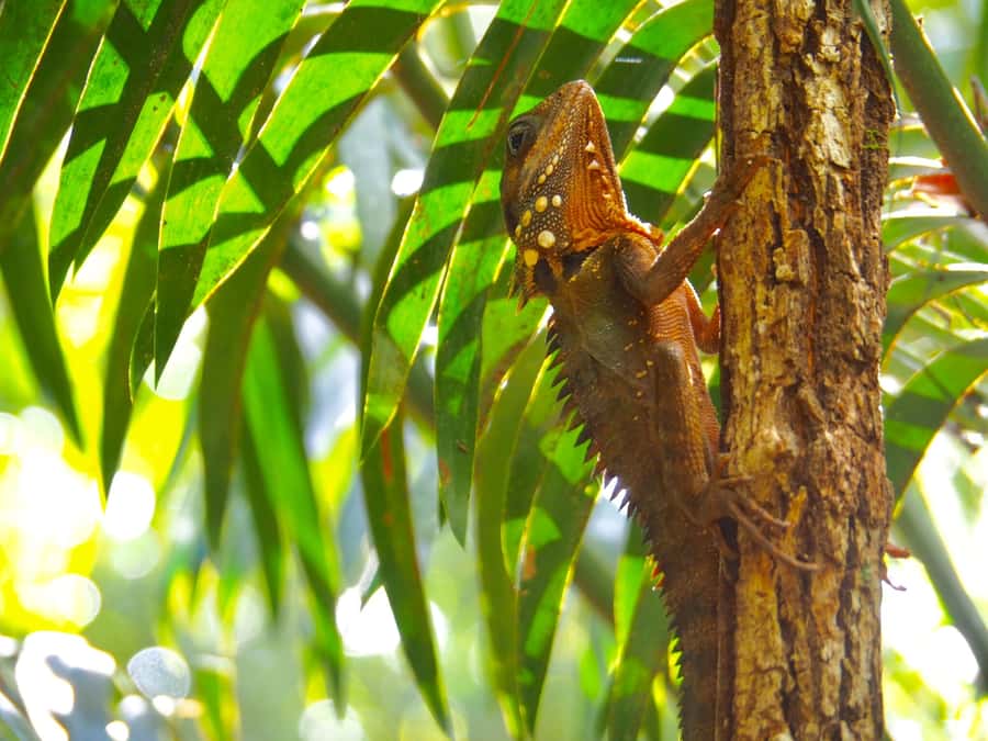 Port Douglas: Daintree Rainforest and Cape Tribulation Tour - Heritage Lodge Lunch: A Proper Meal in a Secluded Setting