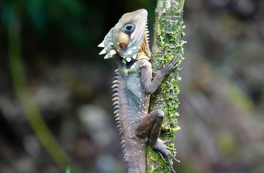 Port Douglas: Daintree Rainforest and Mossman Gorge Tour - Key things that make this tour worth your time