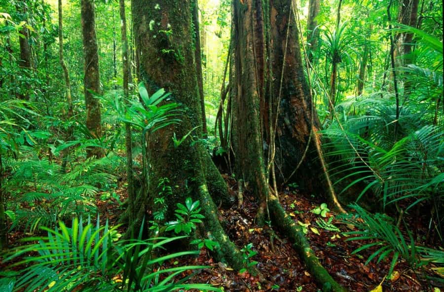 Port Douglas: Daintree Rainforest and Mossman Gorge Tour - Daintree River Cruise for Estuarine Crocs (and More Birds)