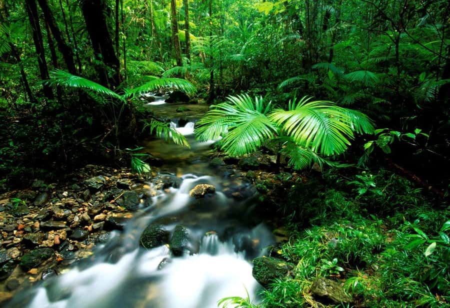 Port Douglas: Daintree Rainforest and Mossman Gorge Tour - BBQ Lunch, Private Retreat, and the Noah Valley Swim