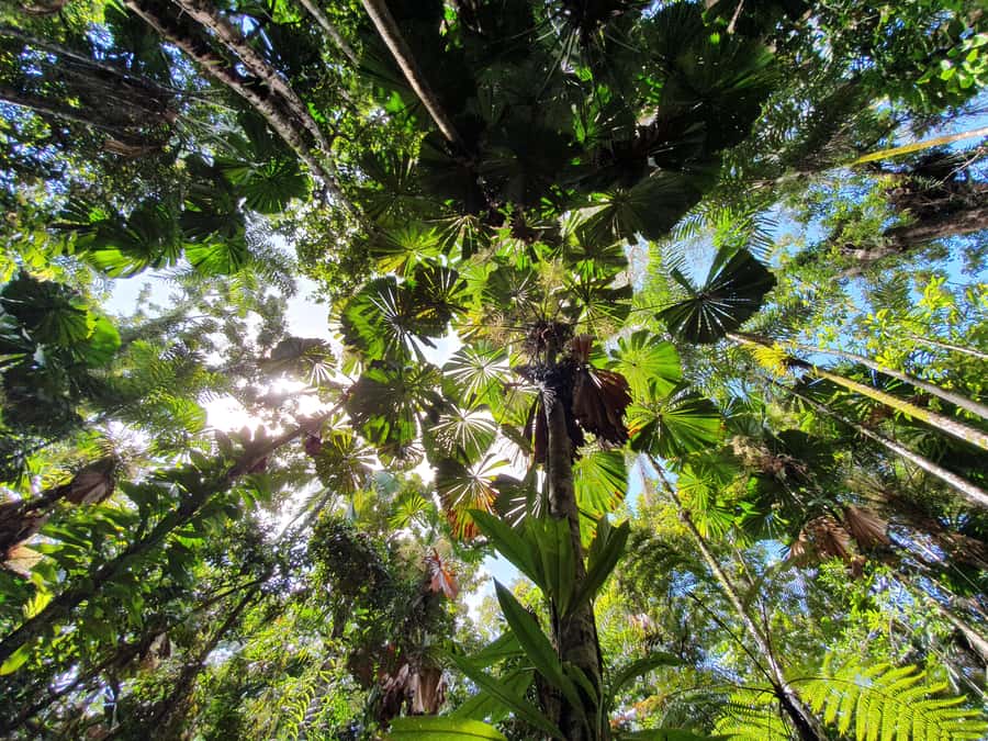 Port Douglas: Daintree Rainforest and Mossman Gorge Tour - Daintree Ice Cream Company: A Sweet Finish That Makes Sense