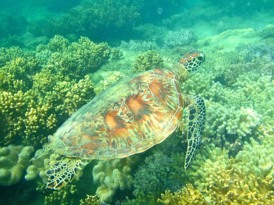 Port Douglas: Half-Day Low Island and Lagoon Snorkeling Tour - Low Isles time, your two-hour block for snorkeling, relaxing, or a guided island walk