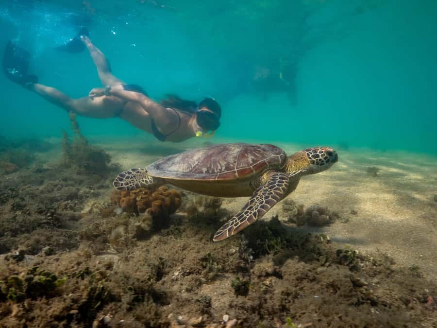 Port Douglas: Low Isles Glass Bottom Boat & Snorkeling Tour - Should You Book the Port Douglas Low Isles Glass-Bottom and Snorkeling Tour?