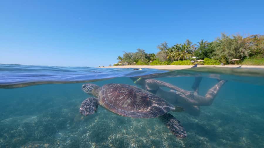 Port Douglas: Low Isles Glass Bottom Boat & Snorkeling Tour - Guided Snorkel in the Calm Lagoon: What the Reef Stop Really Means
