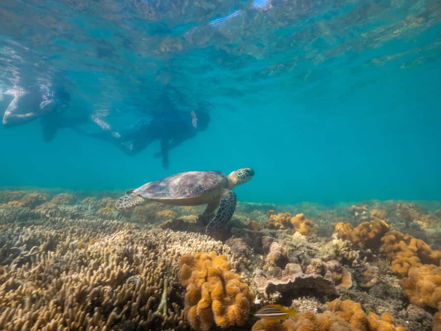 Port Douglas: Low Isles Glass Bottom Boat & Snorkeling Tour - Price and Value: Is $135 Worth a Half-Day of Reef?