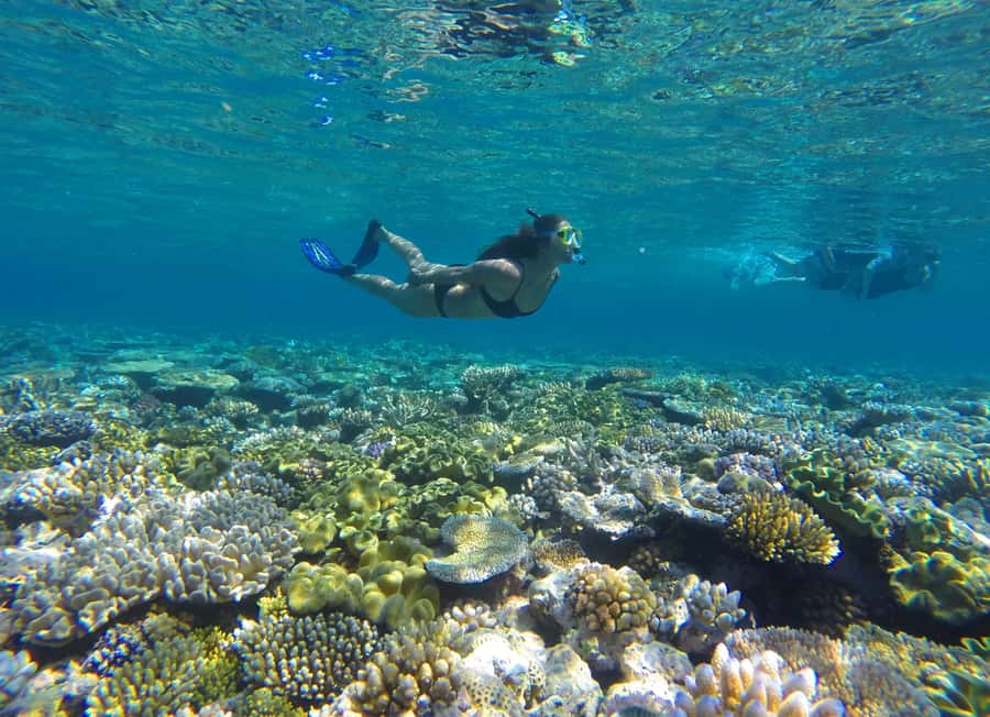 Port Douglas: Outer Barrier Reef Snorkel and Dive Options - First reef stop at Agincourt Reef: snorkeling right from the start