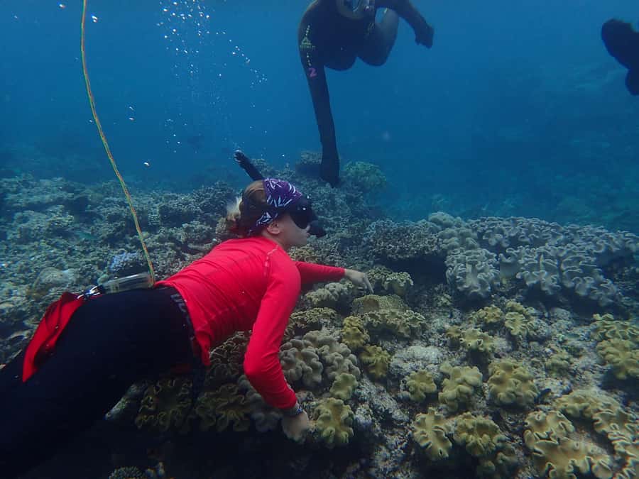 Port Douglas: Outer Great Barrier Reef Snorkeling Cruise - Key highlights you will feel all day