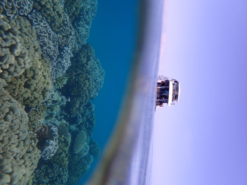 Port Douglas: Outer Great Barrier Reef Snorkeling Cruise - Value check: is $210 worth it for an Outer Reef day?