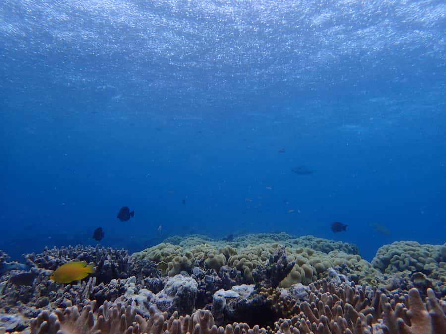Port Douglas: Outer Great Barrier Reef Snorkeling Cruise - Stop one: first contact with the outer reef