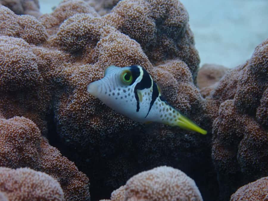 Port Douglas: Outer Great Barrier Reef Snorkeling Cruise - Lunch is more than fuel, it supports the tone