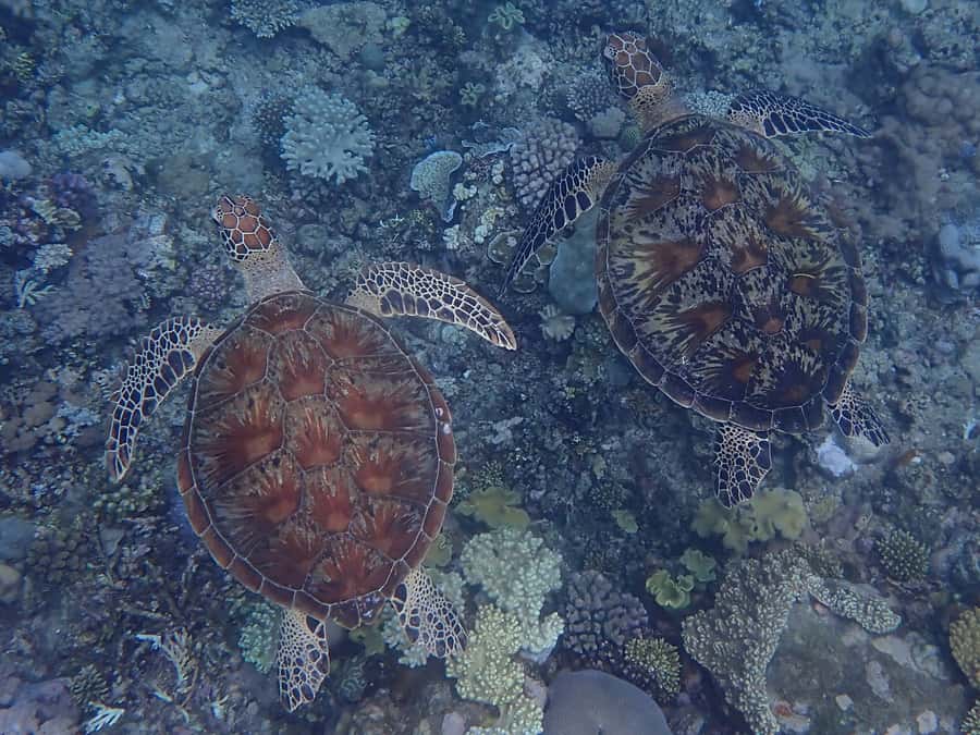 Port Douglas: Outer Great Barrier Reef Snorkeling Cruise - Reef talks during lunch: learn without forcing it