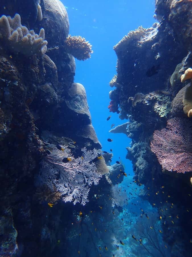 Port Douglas: Outer Great Barrier Reef Snorkeling Cruise - The 90-minute trip out past Low Isles (and why it matters)