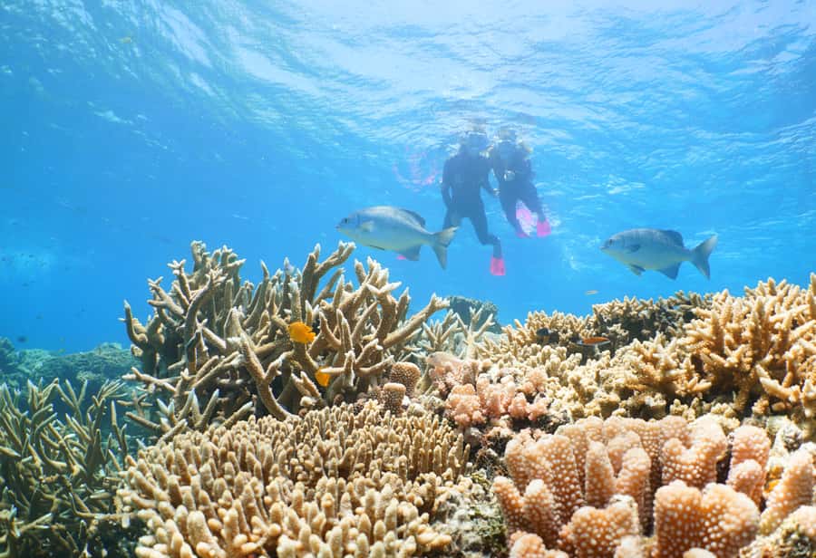 Port Douglas: Quicksilver Outer Barrier Reef Full-Day Cruise - Key things that make this reef cruise worth your day