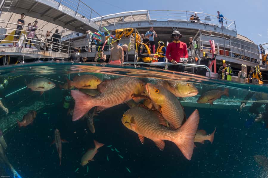 Port Douglas: Quicksilver Outer Barrier Reef Full-Day Cruise - Price and value: is $195 per person a smart spend?