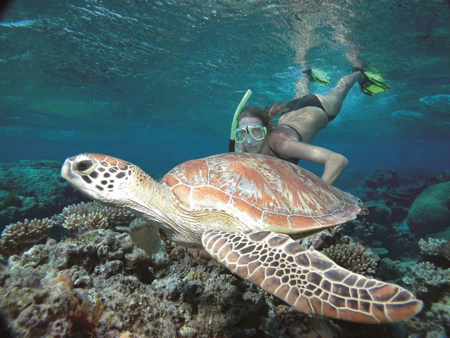 Port Douglas: Reef & Low Isles Cruise on Luxury Catamaran - Glass Bottom Boat and Heritage Walk, For When You Want the Reef Without Strain