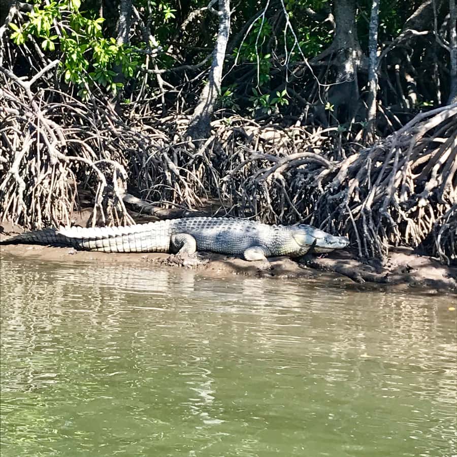 Port Douglas: River Cruise, Crocodile Spotting, Drink/ Snack - The mangrove forests: how the scenery becomes the main event