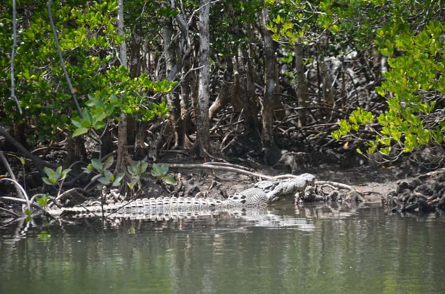 Port Douglas: River Cruise, Crocodile Spotting, Drink/ Snack - Skipper stories and local Port Douglas context, not a lecture